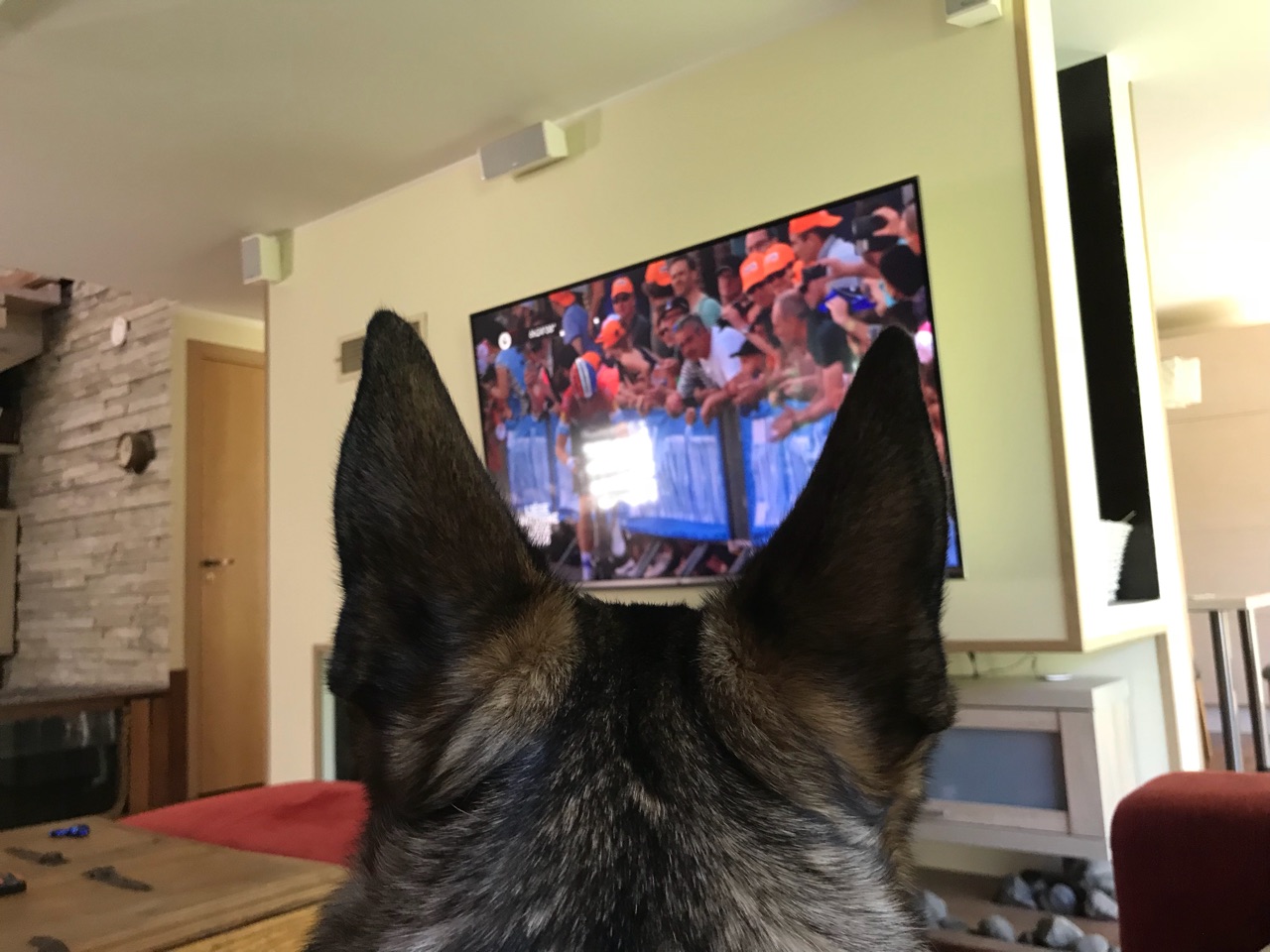 koer telekat vaatamas