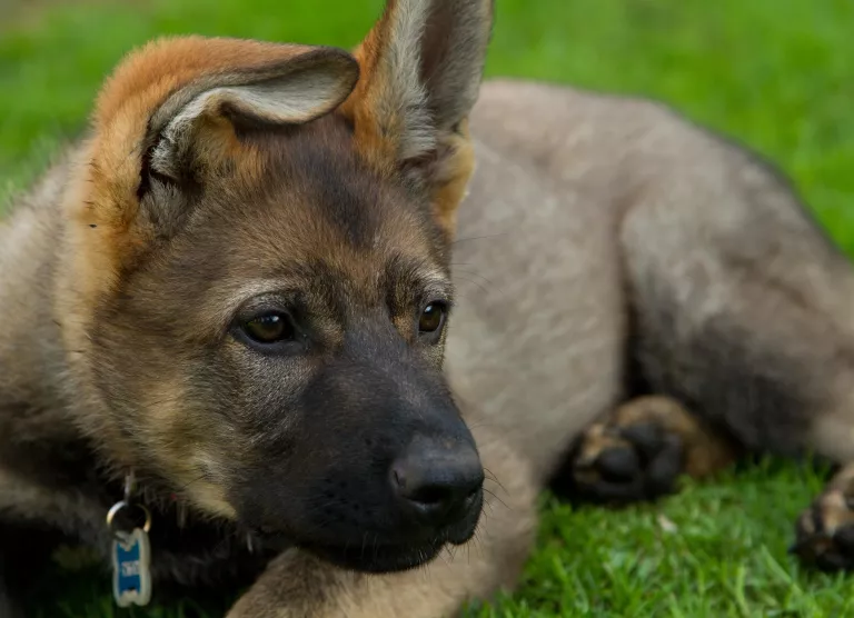 Geko paremale vaatamas