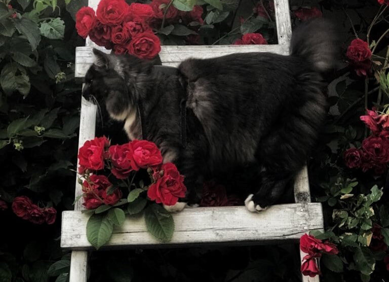 Kass mäu roosidega 
