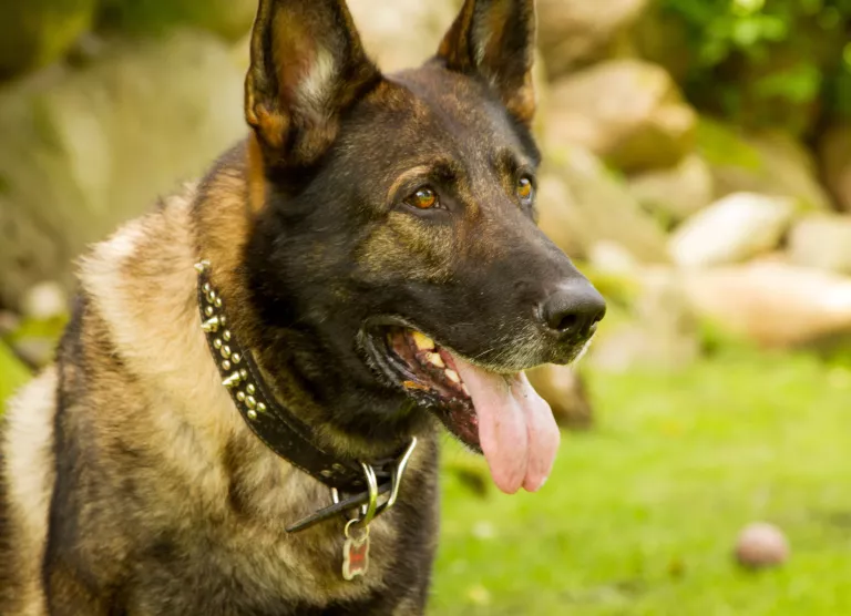 Cera keel suust väljas 