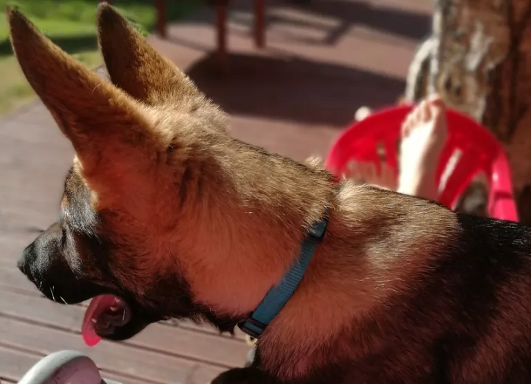 Geko vaatab paremale