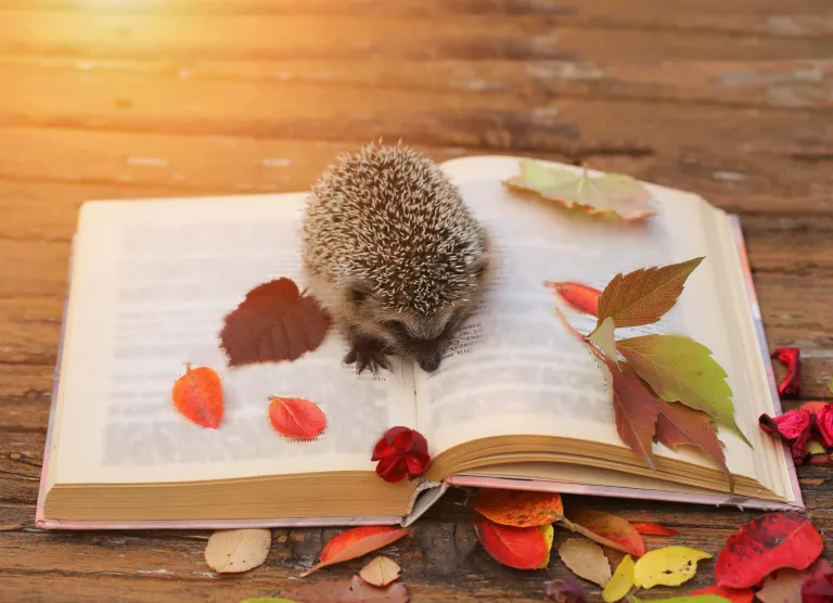 Sügisesed lehed ja siil koos avatud raamatuga